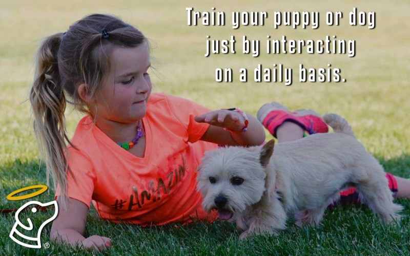 Train your puppy or dog just by interacting on a daily basis