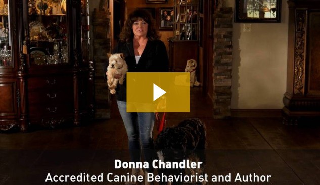 Video. Donna Chandler - Accredited Canine Behaviorist and Author