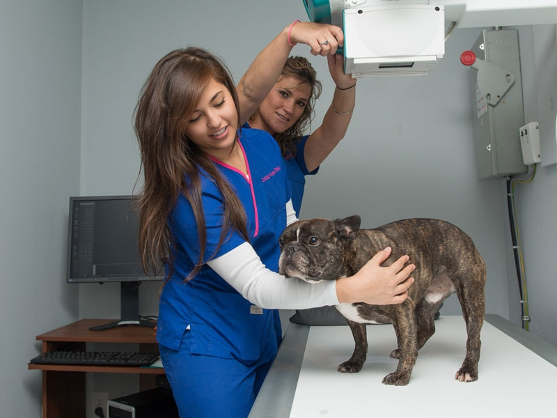 State of the art digital x-ray gives you accurate and rapid answers about your pet... State of the art digital x-ray gives you accurate and rapid answers about your pet...
