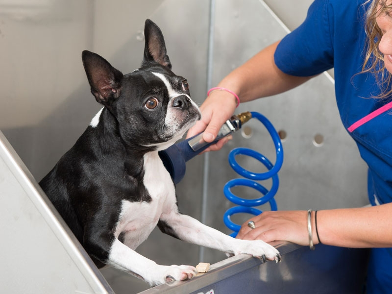Let us know if your pets needs a bath... Let us know if your pets needs a bath...