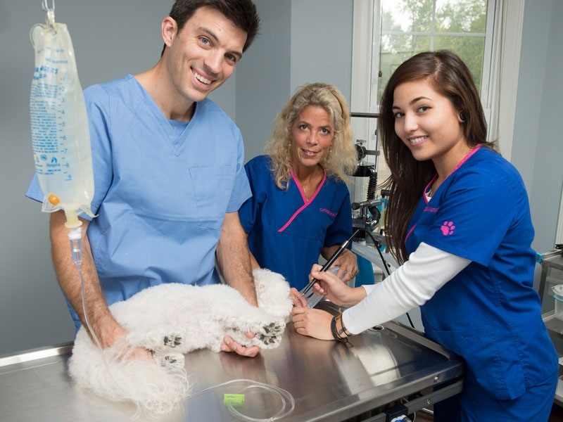 Cleaning your pet's teeth regularly is a great way to keep them healthy! Cleaning your pet's teeth regularly is a great way to keep them healthy!